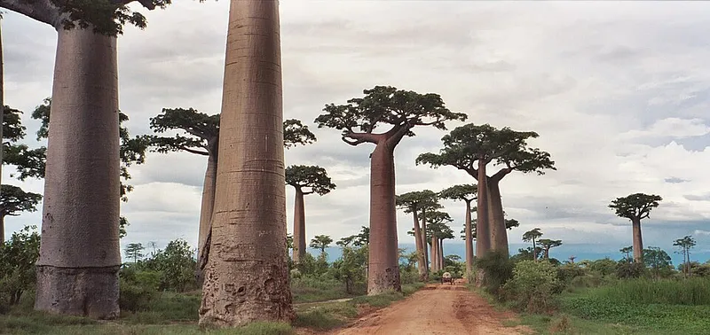 eSIM du lịch Madagascar
